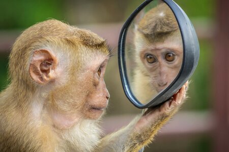 Monkey animal mirror
