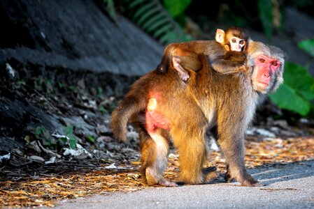 Monkey animal