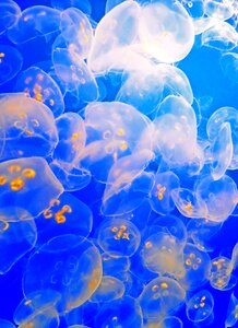 Moon jellyfish photo