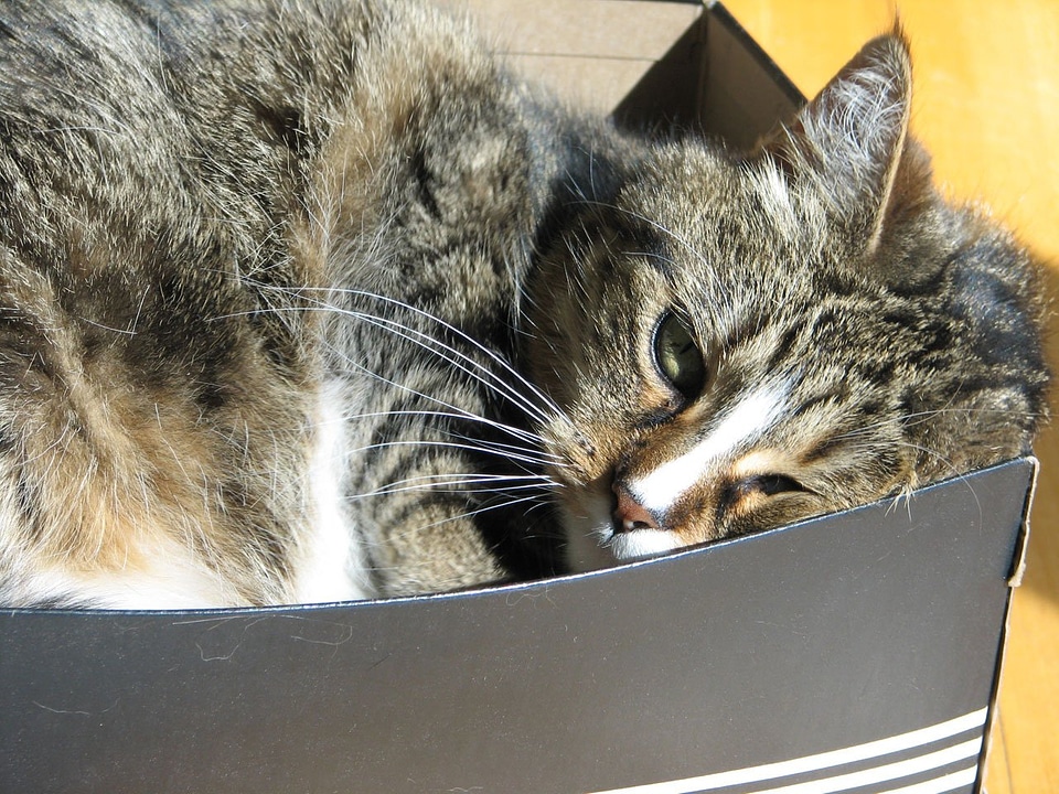 Box sleeping sunshine