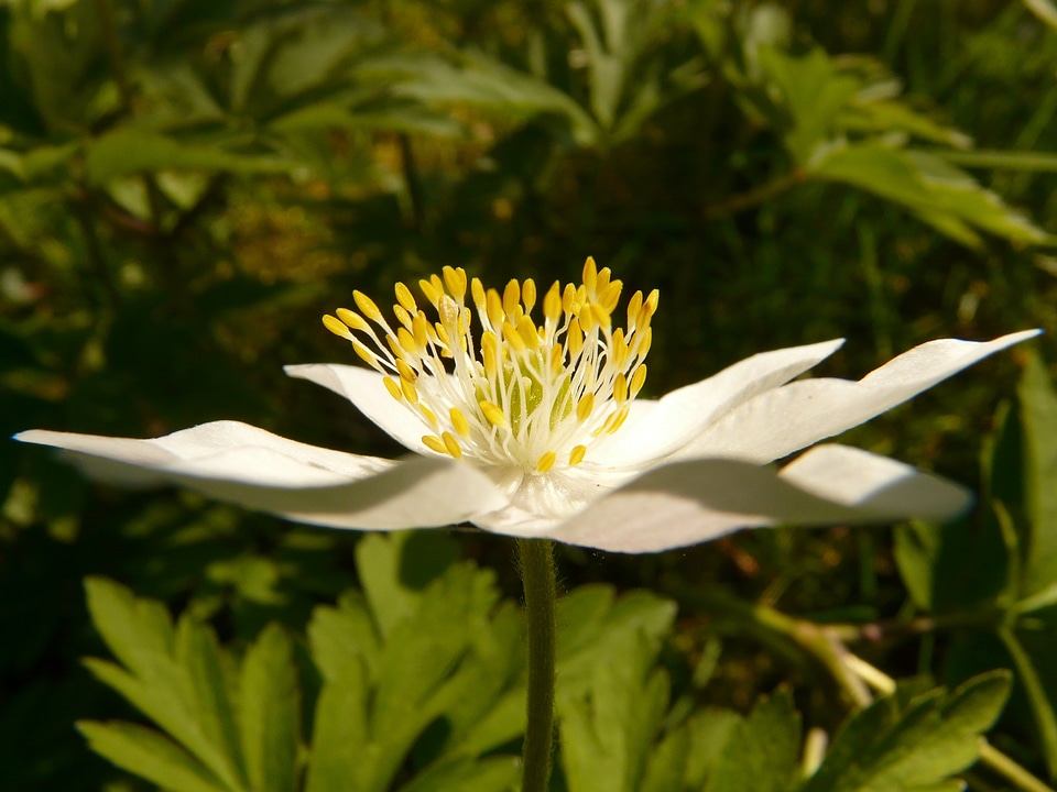Flower blossom bloom