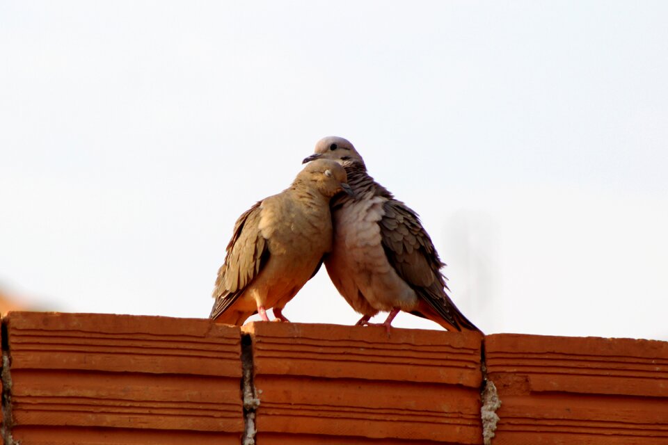 Oriental turtle dove birds