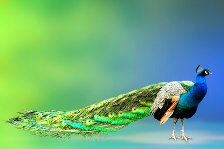 Peacock bird