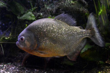 Piranha fish