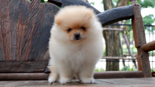 Pomeranian puppy dog animal photo
