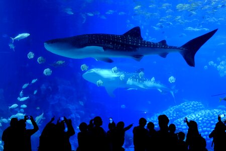Public aquarium whale shark photo