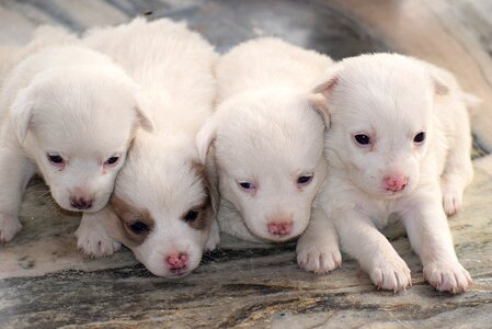 Puppies dogs animal