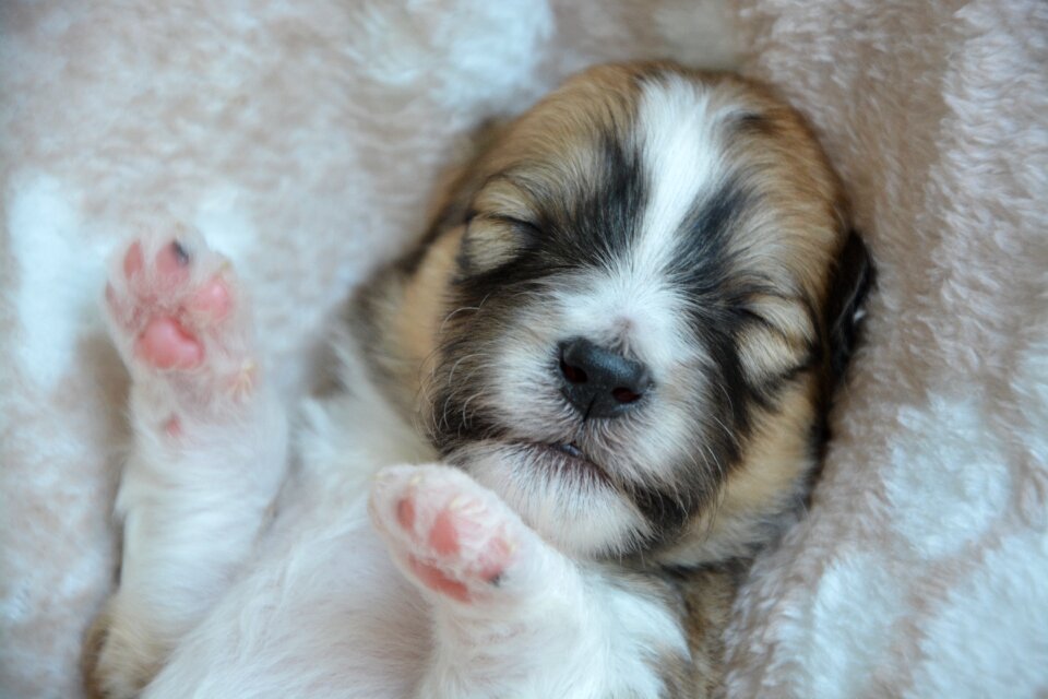 Pupppy dog sleeping