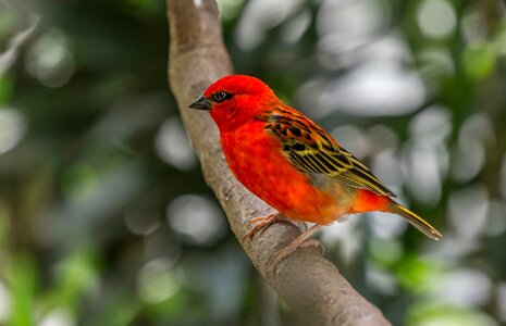 Red fody bird