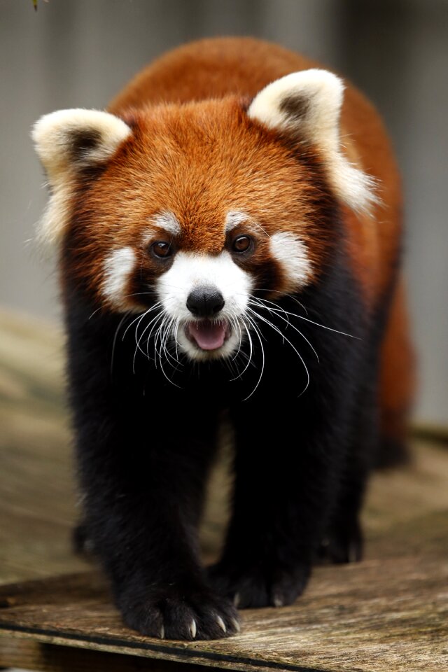 Red panda animal photo