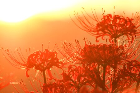 Red spider lily flower photo