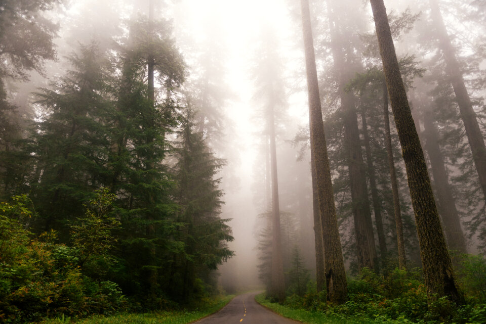 Redwood national park fog