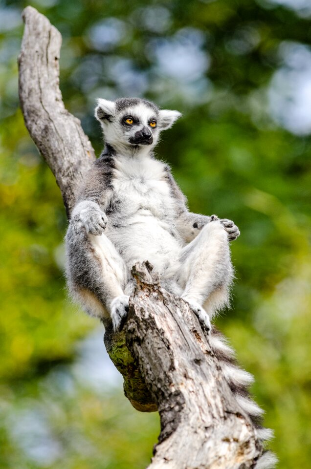 Ring tailed lemur animal