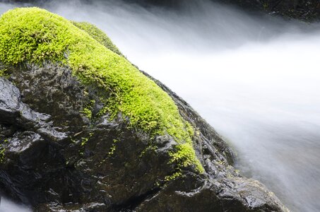 Rock stream moss