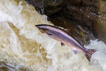 Salmon fish river