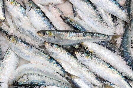 Sardine fish food photo