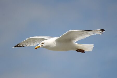 Seagull bird
