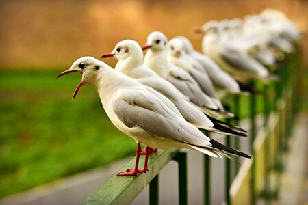 Seagull birds