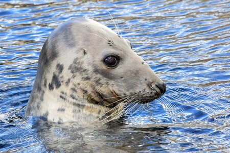 Seal animal