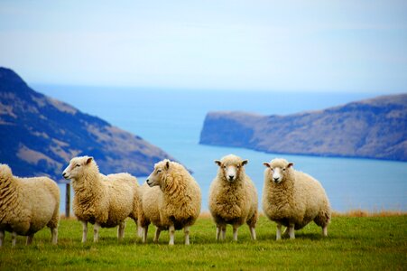 Sheep animal new zealand