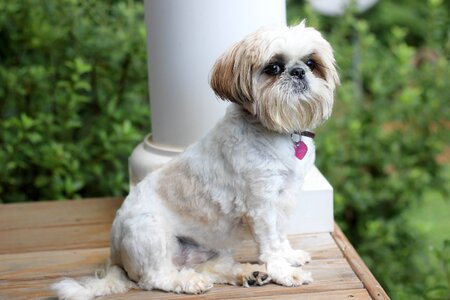 Shih tzu dog animal photo