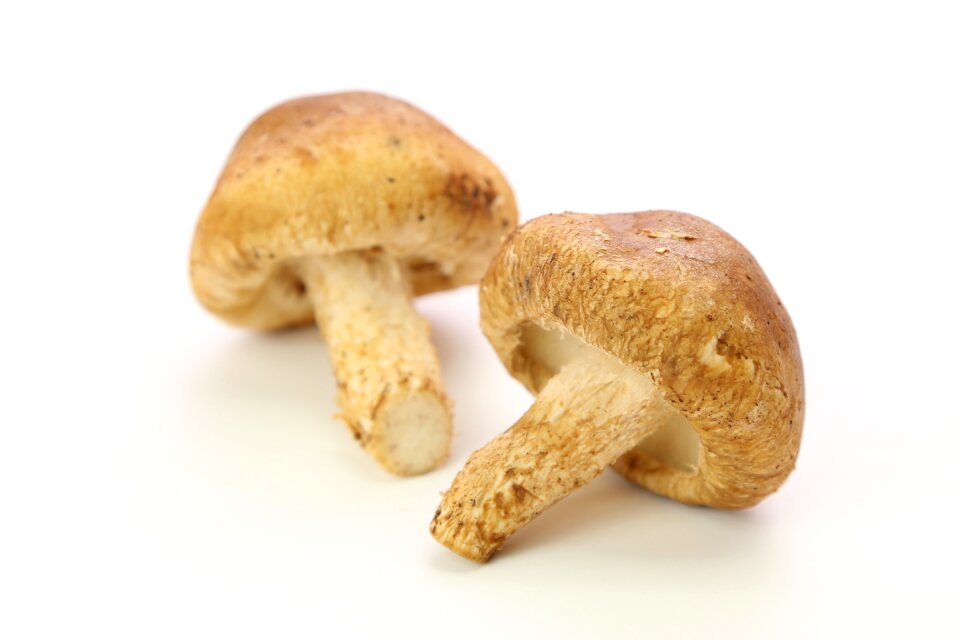 Shiitake mushroom food