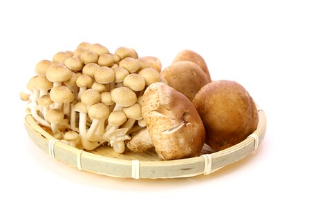 Shiitake shimeji mushroom