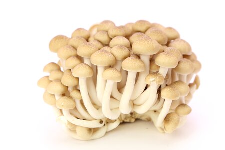 Shimeji mushroom food