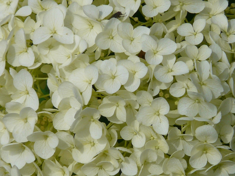 Hydrangea flower blossom
