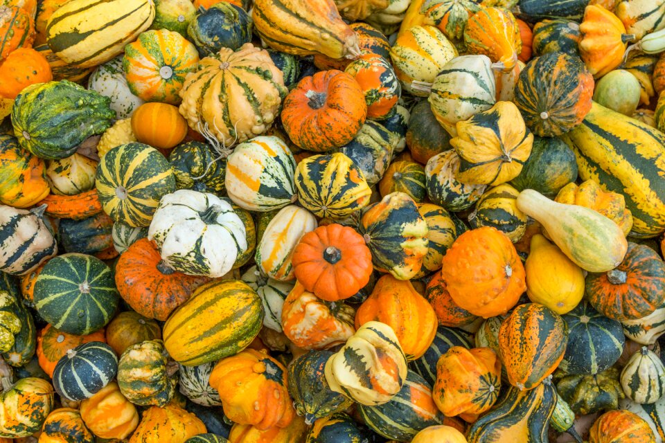 Squash pumpkin vegetable