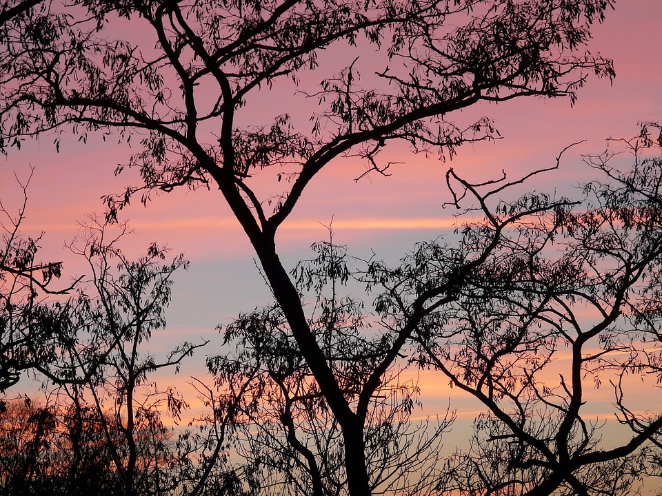 Tree sky colorful