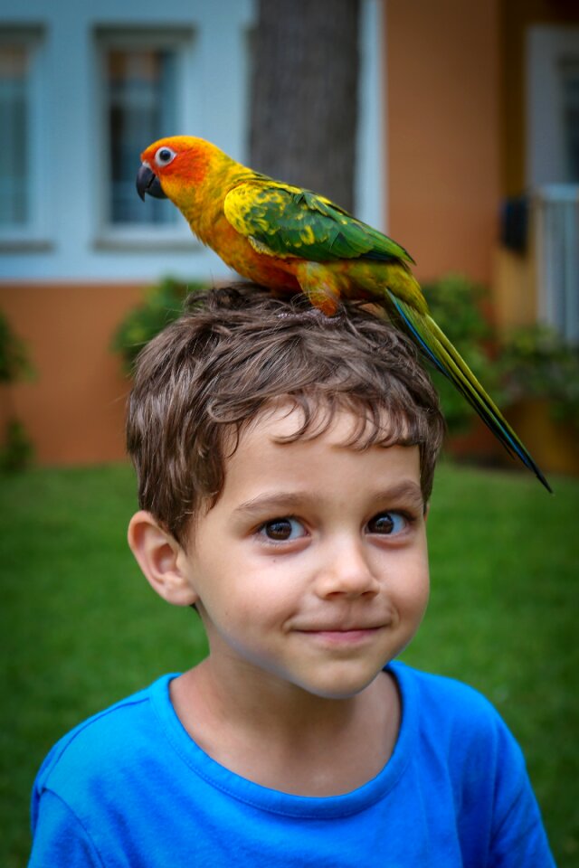 Sun parakeet child boy