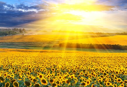 Sunflower field sunset