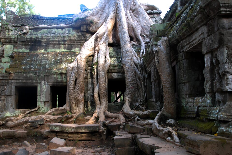 Ta prohm tree angkor