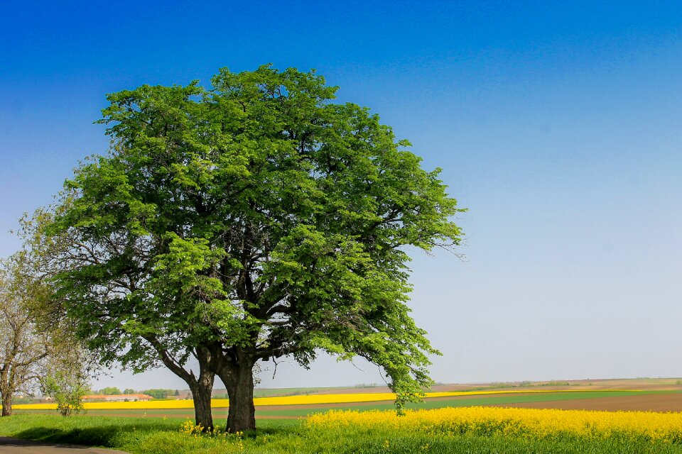 Tree field contryside
