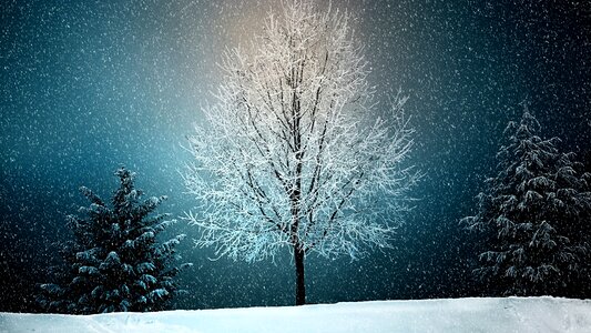 Tree snow winter
