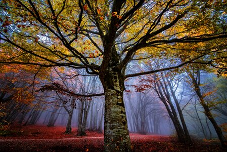 Trees fog forest