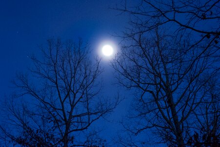 Trees moon