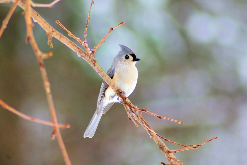 Tufted titmouse bird