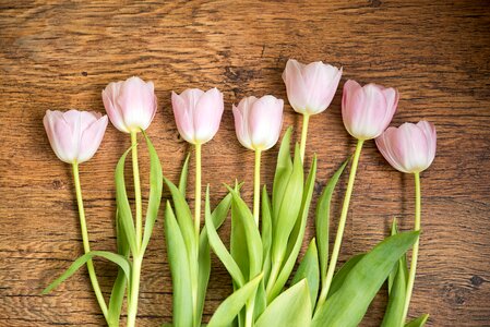 Tulip flower