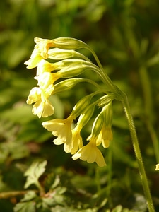Plant garden yellow