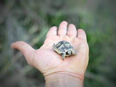 Turtle animal hand