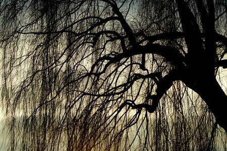 Weeping willow tree photo