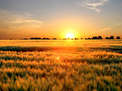 Wheat field sunset photo