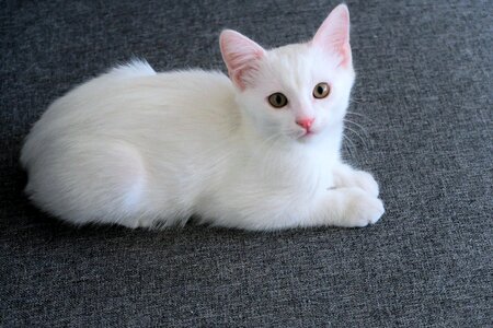 White kitten cat