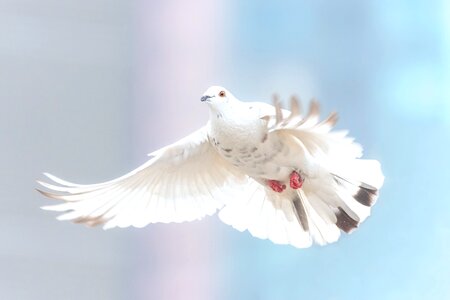 White pigeon bird