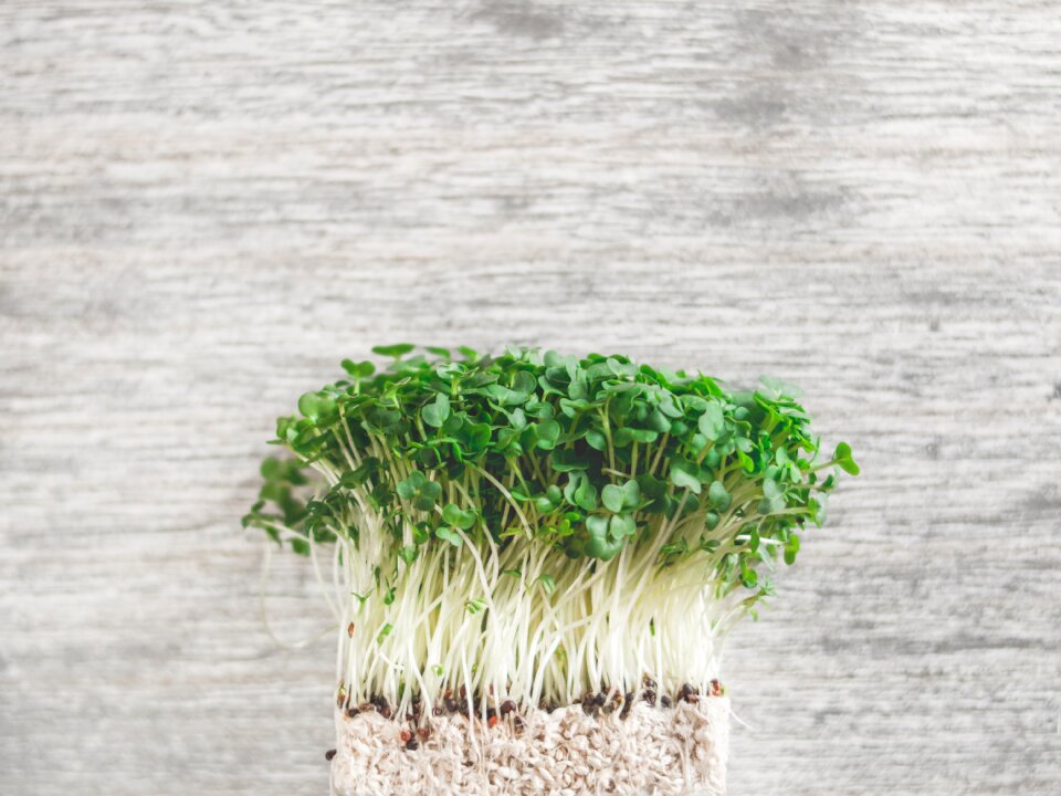 White radish sprouts