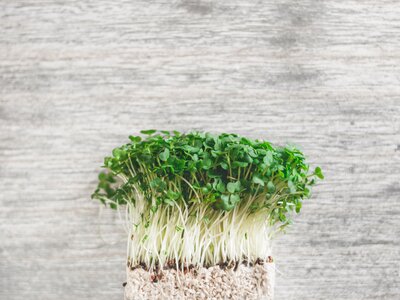 White radish sprouts photo