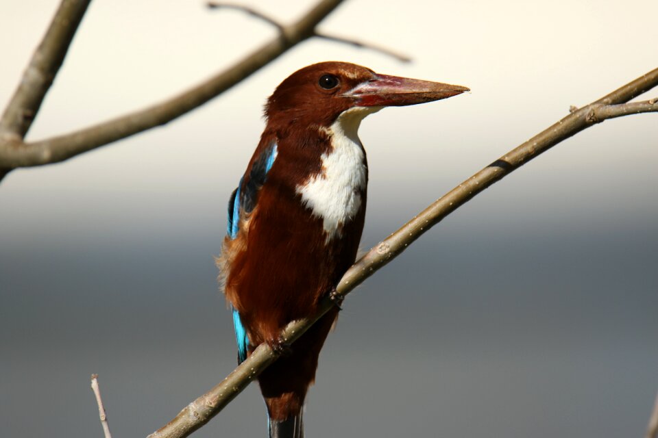White throated kingfisher bird