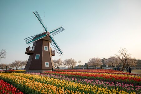 Windmill tulip flower garden